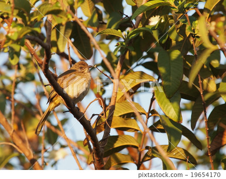 yellow brown little bird on guava tree outdoor  19654170