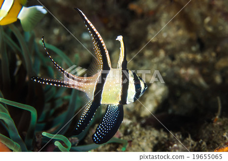 Banggai Cardinal Fish 19655065