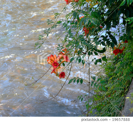 Ohno Shuzu water and nozakazura 19657888