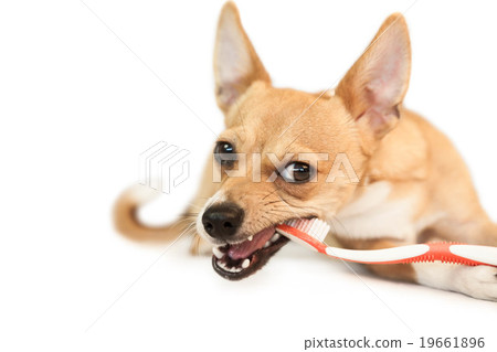 Cute dog chewing on toothbrush Cute dog chewing on toothbrush 19661896