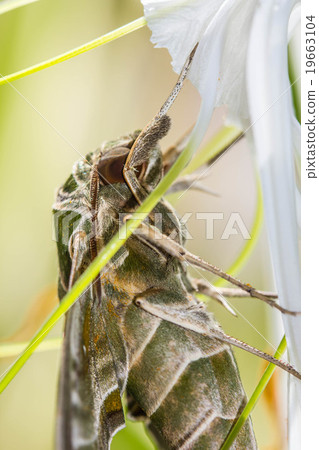 Warm lighting coming out from beautiful lamps Warm lighting coming out from beautiful lamps 19663104