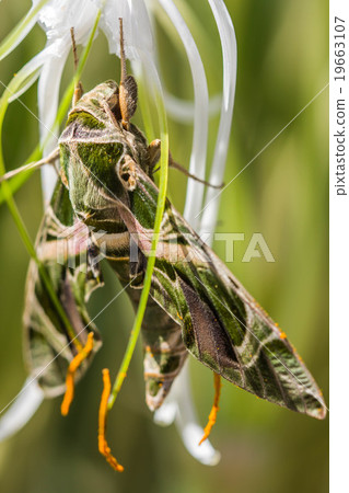 Warm lighting coming out from beautiful lamps Warm lighting coming out from beautiful lamps 19663107