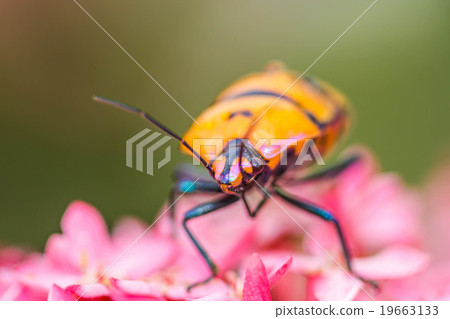 Warm lighting coming out from beautiful lamps 19663133