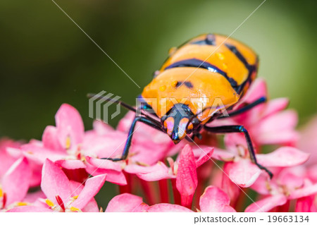 Warm lighting coming out from beautiful lamps Warm lighting coming out from beautiful lamps 19663134