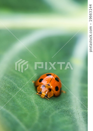 Warm lighting coming out from beautiful lamps Warm lighting coming out from beautiful lamps 19663144