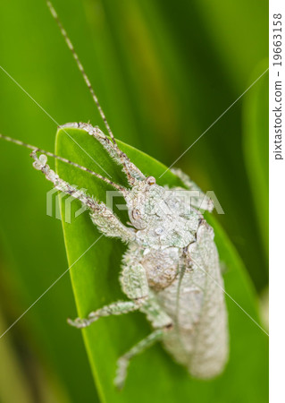 Warm lighting coming out from beautiful lamps Warm lighting coming out from beautiful lamps 19663158