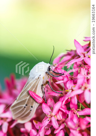 Warm lighting coming out from beautiful lamps 19663164