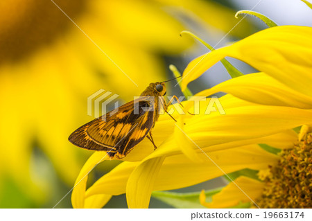 Warm lighting coming out from beautiful lamps Warm lighting coming out from beautiful lamps 19663174