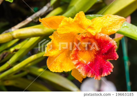 Warm lighting coming out from beautiful lamps Warm lighting coming out from beautiful lamps 19663185