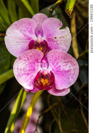 Warm lighting coming out from beautiful lamps Warm lighting coming out from beautiful lamps 19663186