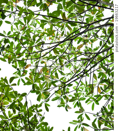 Green leaves background 19663217