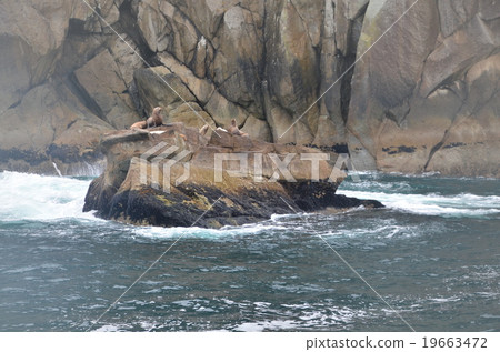 基於岩石結冰的阿拉斯加海灣的Todo殖民地 19663472