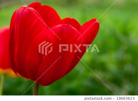 tulip 19663623