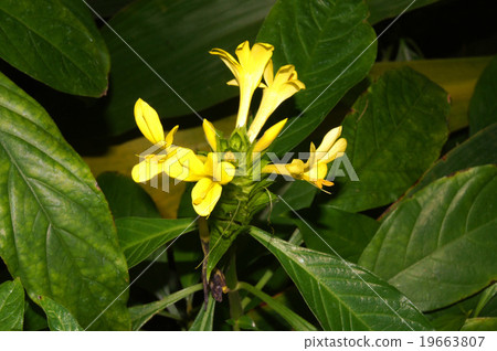Balleria Mikousans Balleria Mikousans 19663807