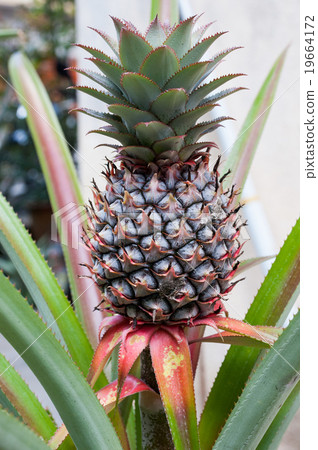 图库照片: pineapple tree