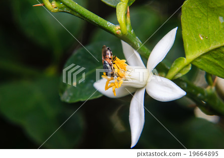 Flower Flies perched on flower Flower Flies perched on flower 19664895