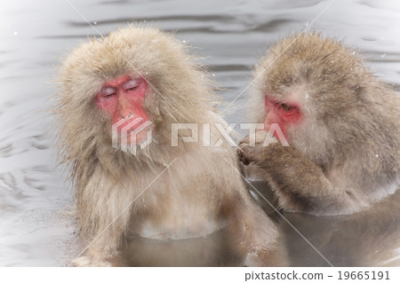 Monkey enjoying a hot spring enjoying hot springs 19665191
