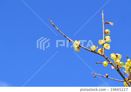 Rowbai (wax plum) 19665227