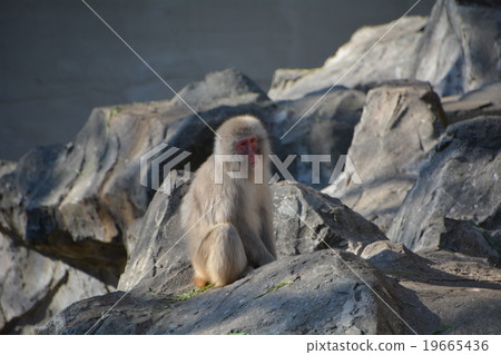 Japanese monkey Ueno Zoo 19665436