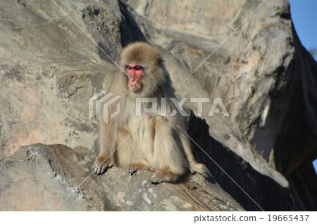 Japanese monkey Ueno Zoo Japanese monkey Ueno Zoo 19665437