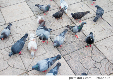 Group of gray pigeons on city street 19665626