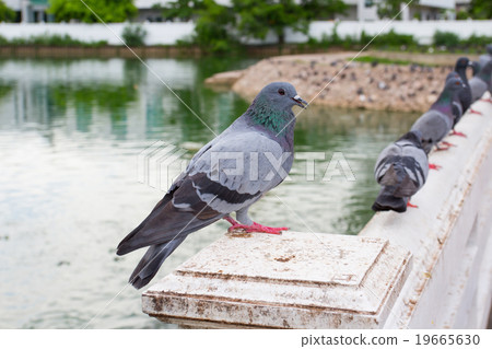 Group of gray pigeons on city street Group of gray pigeons on city street 19665630
