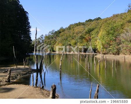 Ocean forest Tao Pond Ocean forest Tao Pond 19665880