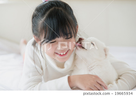 asian girl lying with white siberian husky puppy  asian girl lying with white siberian husky puppy  19665934