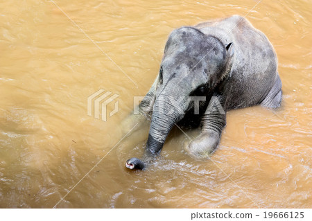 elephant bathing in the river elephant bathing in the river 19666125