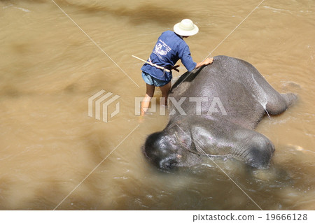 elephant bathing in the river  19666128