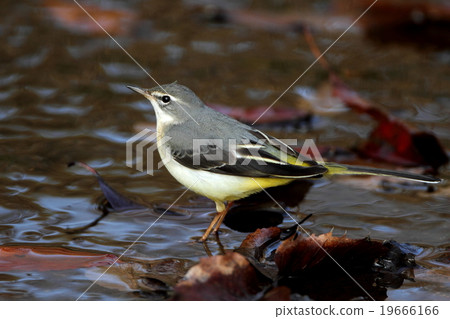 Kisekirei (Fountain) 19666166