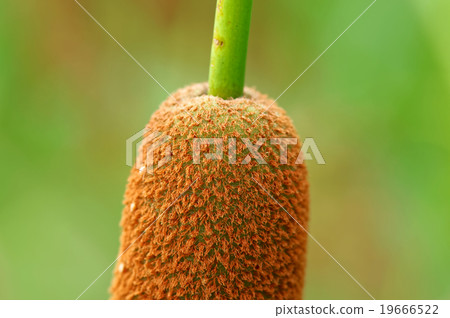 Ear of the Gama 19666522