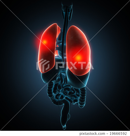 Disease illustration of human lungs. 19666592