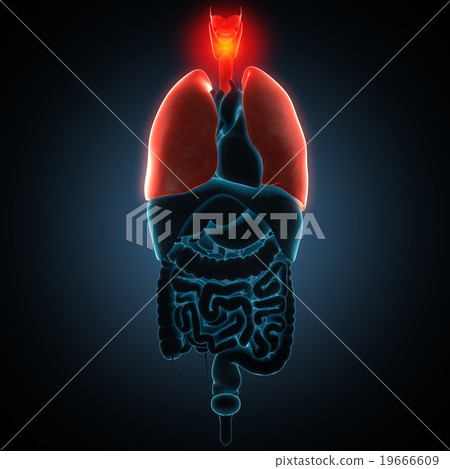 Disease illustration of human lungs. Disease illustration of human lungs. 19666609
