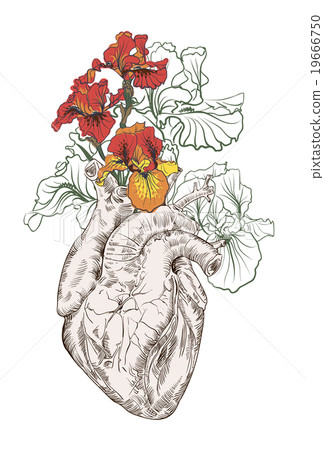 drawing Human heart with flowers  19666750