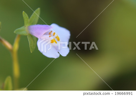 A flower of a walking path A flower of a walking path 19666991