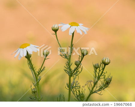 Scentless mayweed, Tripleurospermum inodorum 19667068
