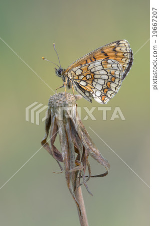 Heath Fritillary, Melitaea athalia 19667207