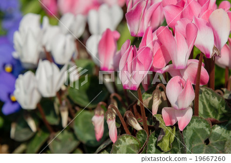 Cyclamen 19667260