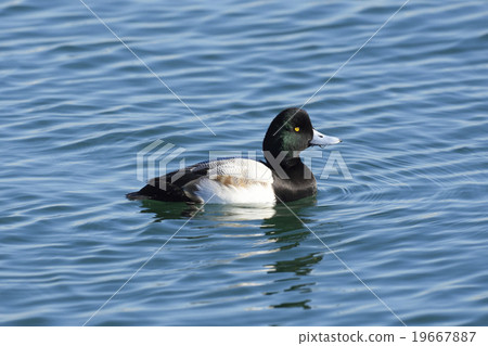 Mr. Suzugamo Mr. Suzugamo 19667887