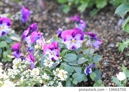 中提琴花 19668708