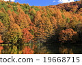 Akaike of autumn leaves 19668715