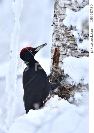 冬季熊密封 19668789