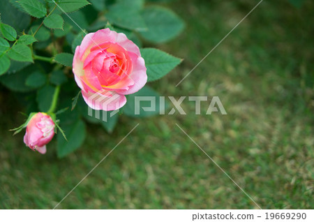 園藝（迷你玫瑰和草坪） 19669290