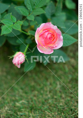 園藝（迷你玫瑰和草坪） 19669291