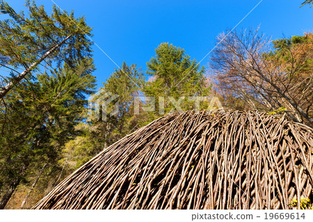 Beeches and Pines in Autumn Beeches and Pines in Autumn 19669614