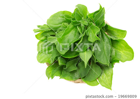 Ice plant entered Ice plant entered 19669809