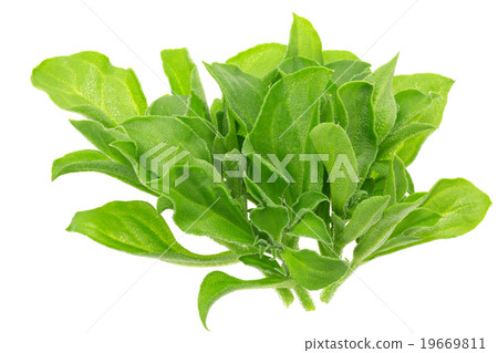 Ice plant 19669811