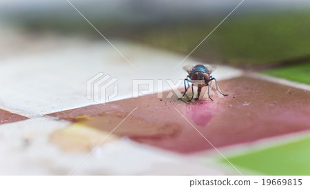 The flies are eating dirt The flies are eating dirt 19669815