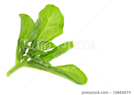 Ice plant 19669874